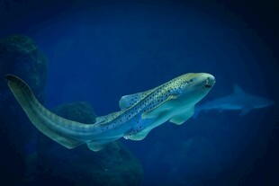 深海中游动的奇异鱼类