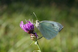 蓝蝶停驻紫色花朵