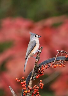 枝头小鸟与红果