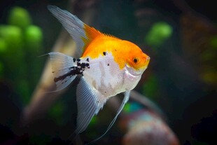 优雅金鱼水中灵动身姿