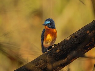 栖息枝头的多彩小鸟