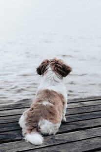 小狗独坐木板望向水面