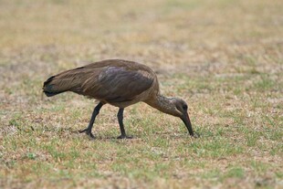 草地觅食的长嘴鸟