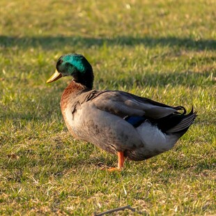 草地上的绿头鸭