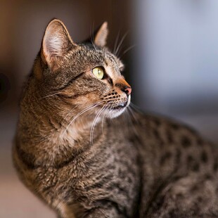 斑纹猫咪侧头凝视瞬间