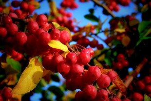 枝头红果映蓝天