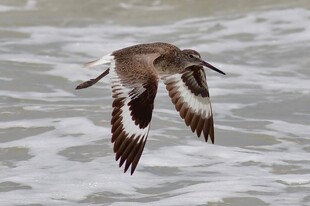 海鸟展翅于波涛之上