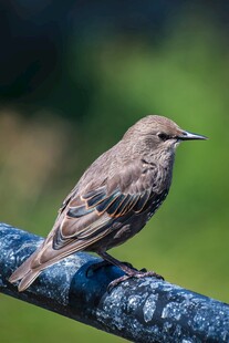 栖息在蓝杆上的灰褐色小鸟