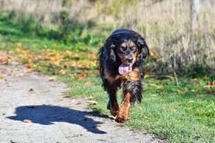 小路上奔跑的可爱狗狗