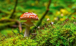 森林中鲜艳的红蘑菇