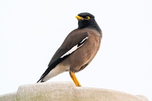 站在石上的黑羽黄喙鸟