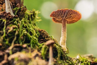 森林中生长的小巧蘑菇