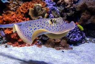 海底梦幻蓝斑鳐鱼