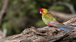 多彩鹦鹉栖息于树干上