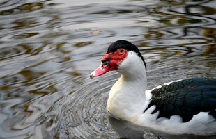 水面上的黑白鸭