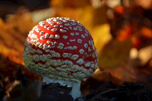 红白斑点蘑菇特写