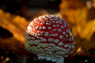 红色斑点蘑菇特写