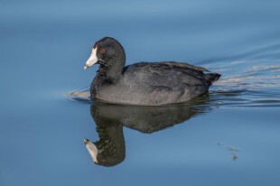水面上的白骨顶鸡