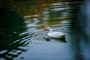 白鹅悠游湖面