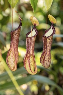 奇特猪笼草悬挂绿植间