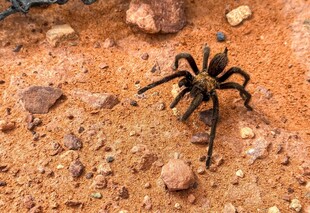 地面上的黑色大蜘蛛