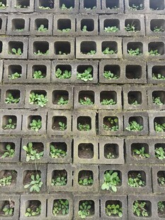 方格中生长的嫩绿幼苗