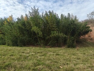 翠绿竹林旁的开阔草地