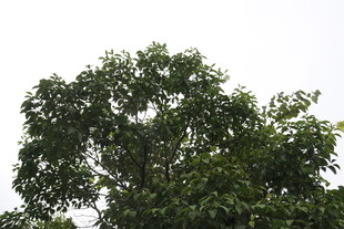 繁茂绿树 展现自然生机