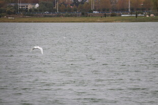 湖面上飞翔的白色鸟儿