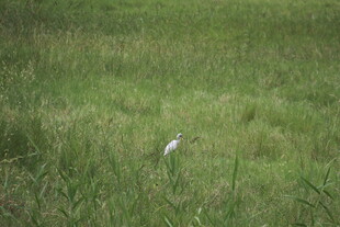 草地上的白色白鹭
