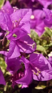 艳丽紫三角梅绽放