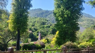 山林间的绿意景致