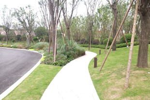 蜿蜒小径旁的绿意景观