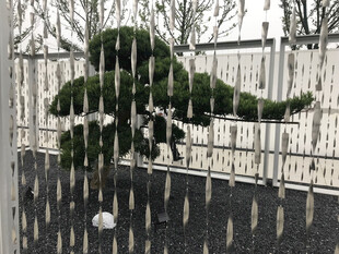 雨中庭院的别致松树景观