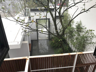 庭院中的繁茂树木