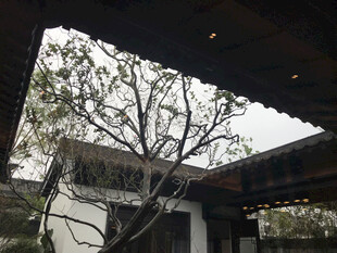 透过屋檐看光秃树木