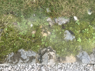 苔藓覆盖的湿润岩石景观