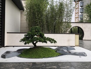 中式庭院景观中的精致松树