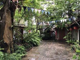 林间小道绿植环绕的静谧处