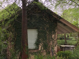 藤蔓覆盖的古朴小屋