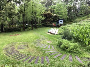 林间草地的宁静户外景致