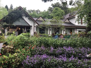 中式庭院繁花绿植环绕