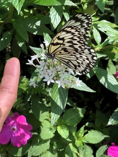 手指旁的斑斓蝴蝶