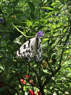 花丛中黑白相间的蝴蝶