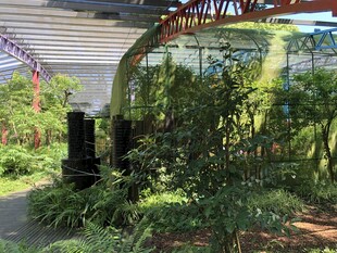 庭院绿植景观一角