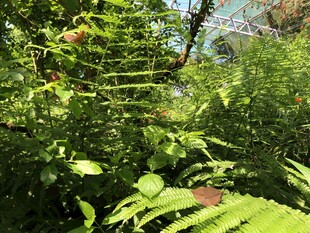 繁茂绿植的自然景致