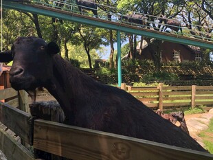 围栏边的黑山羊