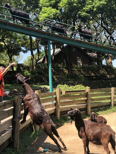 游客投喂围栏内的几只动物