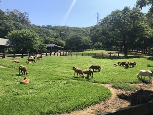 草原上的羊群悠然吃草