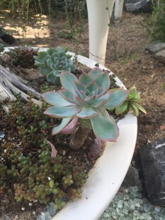 盆中多肉植物生机盎然